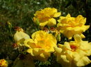 SAM_0039