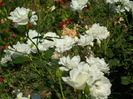 SAM_0041