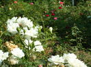 SAM_0042