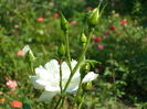 SAM_0045