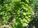 SAM_0056
