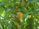 SAM_0060