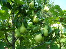 SAM_0064