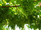 SAM_0066