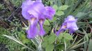 iris variegata
