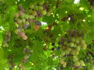 SAM_0069