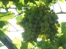 SAM_0074