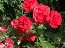 SAM_0079