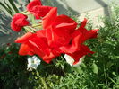 SAM_0082
