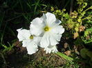 SAM_0083