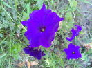 SAM_0085