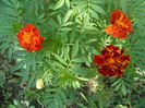 SAM_0086