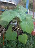 Paulownia