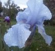 Blue Saphire