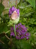 Allium Purple Sensation (2016, April 25)