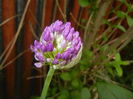Allium Purple Sensation (2016, April 29)