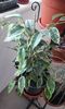 Ficus benjamina Samantha