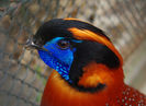 Tragopan_temminckii mascul