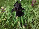 Old Black Magic (2)