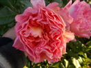 abraham darby