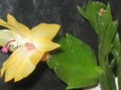 Schlumbergera galbena