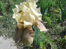 thornbird