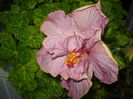 DSC05342