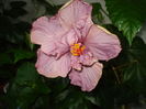 DSC05347