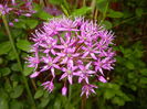 Allium Purple Sensation (2016, April 29)