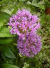 Allium Purple Sensation (2016, May 02)