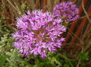 Allium Purple Sensation (2016, May 02)