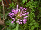 Allium Purple Sensation (2016, May 02)