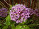 Allium Purple Sensation (2016, May 02)