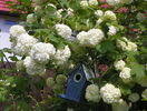 viburnum opulus roseum