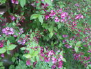 weigela Pink Princess