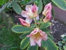 rhododendron Bernstein