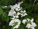 viburnum plic. Lanarth