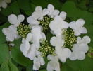 viburnum plic. Lanarth