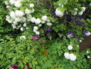 viburnum opulus roseum