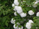 viburnum opulus roseum