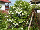 viburnum opulus roseum