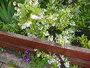 deutzia Nikko