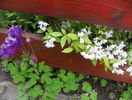 deutzia Nikko