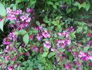 weigela Pink Princess