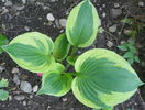 hosta Twilight