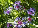 centaurea montana