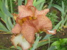 necunoscut