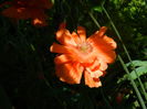 DSCN8113