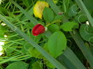 DSCN8137