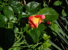 DSCN8138